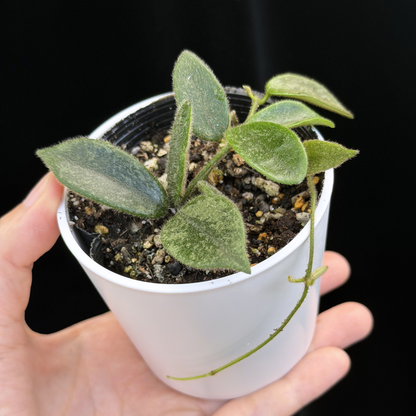 【一点もの】ホヤ トムソニー スプラッシュ Hoya thomsonii splash