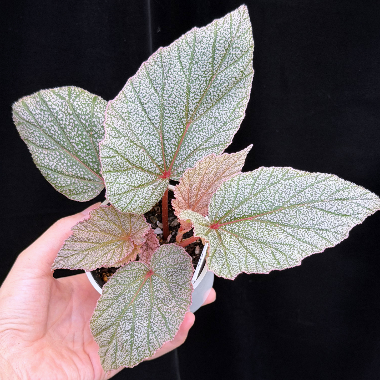 【一点もの】ベゴニア シンバッド Begonia Sinbad 1
