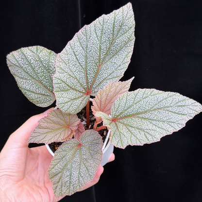 【一点もの】ベゴニア シンバッド Begonia Sinbad 1