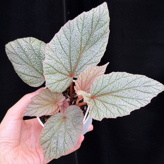 【一点もの】ベゴニア シンバッド Begonia Sinbad 1