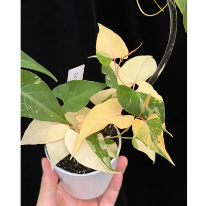 【一点もの販売】ファロピア マルチフローラ 斑入り クリア支柱Mサイズ仕立て Fallopia multiflora 'Variegata'　22