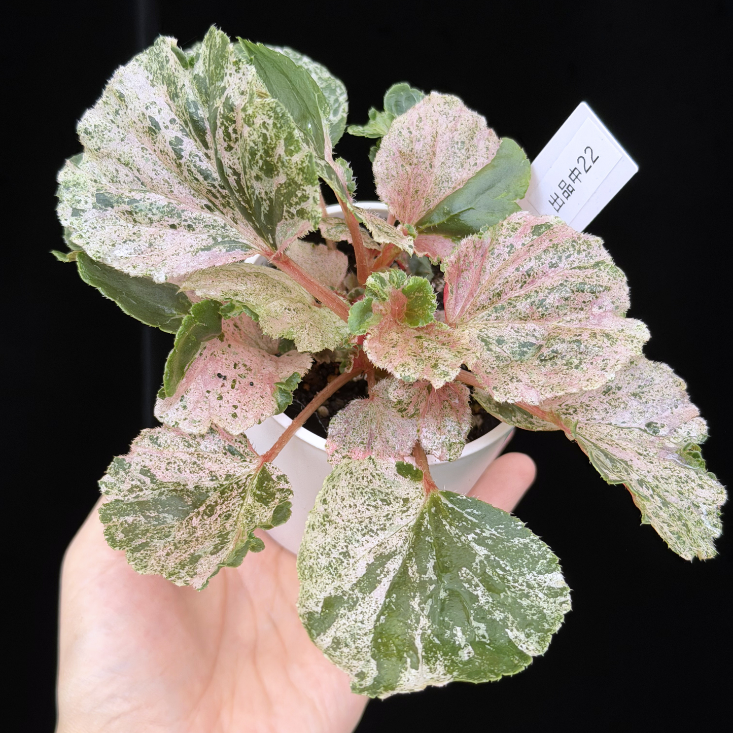 【一点もの】ベゴニア ククラータ ピンク斑入り begonia cucullata Pink variegated 希少 レア 22