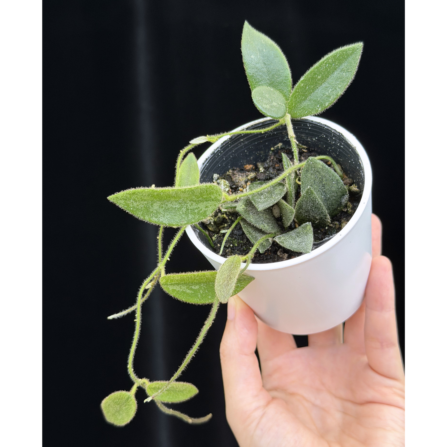 【一点もの】ホヤ トムソニー スプラッシュ Hoya thomsonii splash