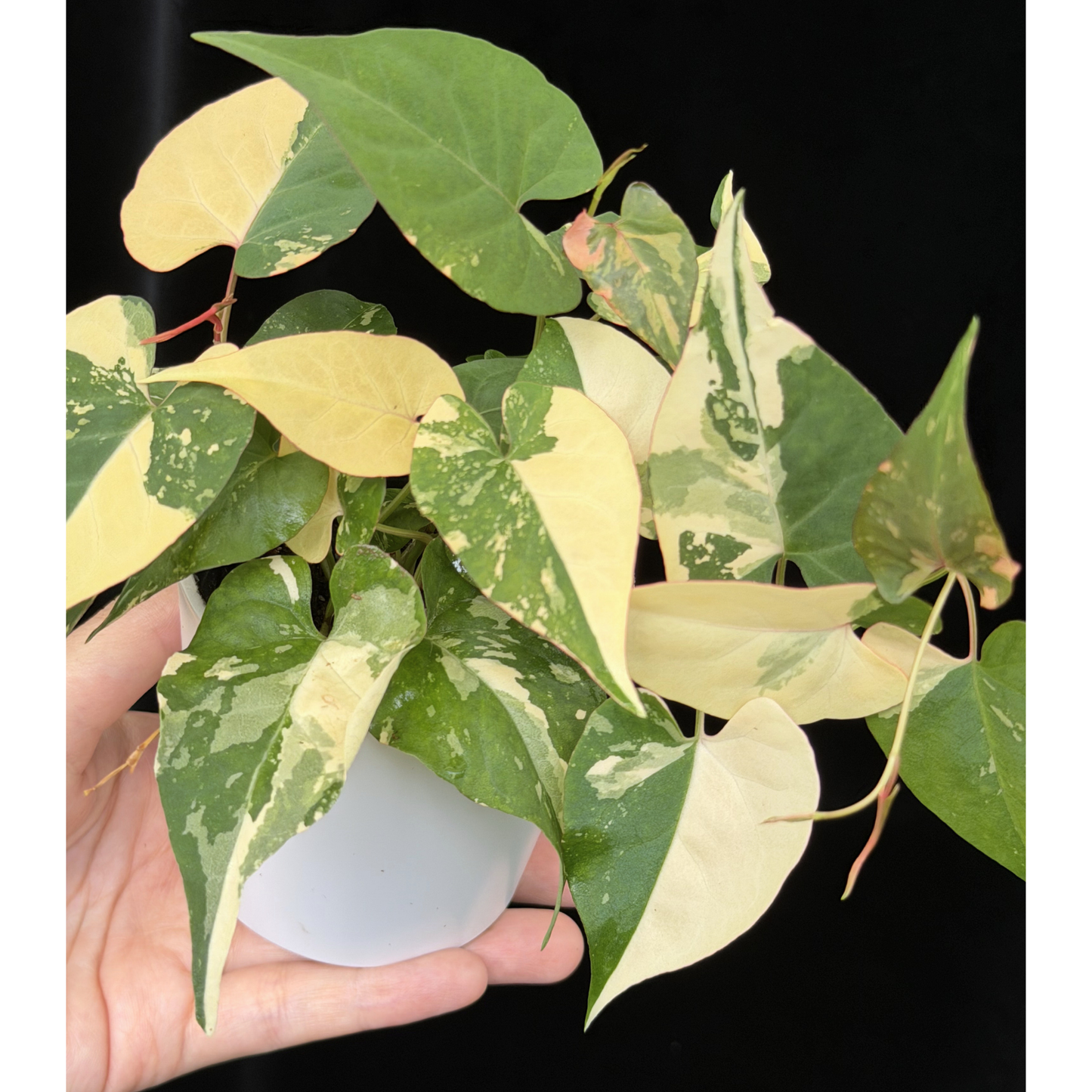 【一点もの販売】ファロピア マルチフローラ 斑入り Fallopia multiflora 'Variegata'