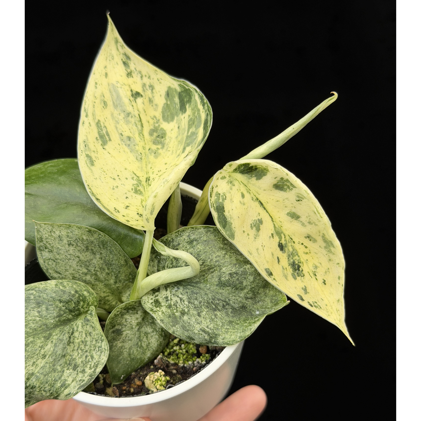 【一点もの】スキンダプサス ジェイドサテン マーブルクイーン Scindapsus Jade Satin Marble Queen