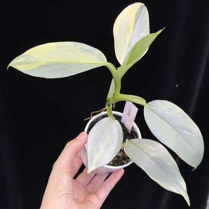 【一点もの】Philodendron Silver Sword Variegata フィロデンドロン シルバーソード シルバーメタル ハスタータム 斑入り レア 希少 17
