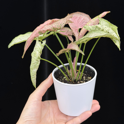 【一点もの】シンゴニウム ピンクローリー Syngonium Pink Rolli
