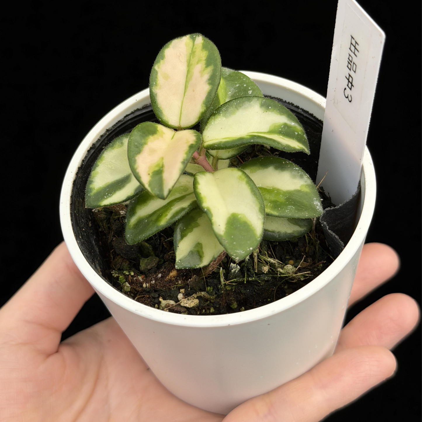 【一点もの】ホヤ マチルダ 内斑入り Hoya mathilde inner variegated 希少 レア 3