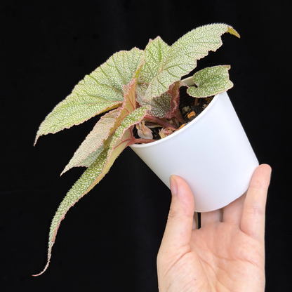 【一点もの】ベゴニア シンバッド Begonia Sinbad