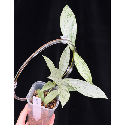 【一点もの】ホヤ プビカリクス シルバーゴースト Hoya Pubicalyx silver ghost  希少 レア ねこチップ ネガミエル3号 クリア支柱Mサイズ 13