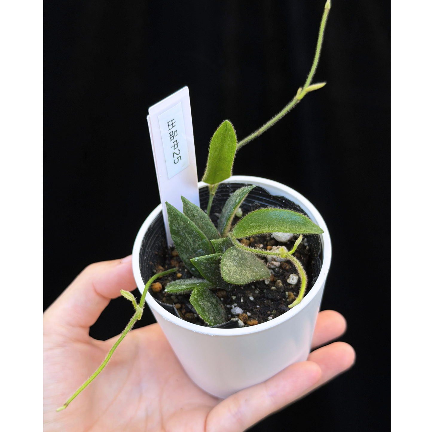【一点もの】ホヤ トムソニー スプラッシュ Hoya thomsonii splash 25