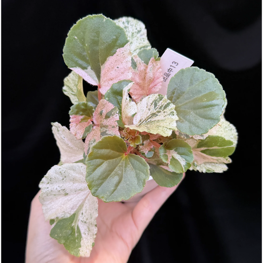 【一点もの】ベゴニア ククラータ ピンク斑入り begonia cucullata Pink variegated 希少 レア 13