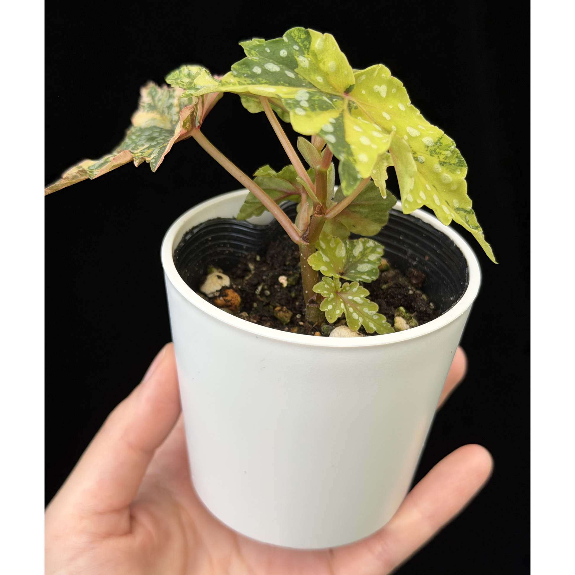 一点もの】ベゴニア 出雲の煌星 斑入り Izumo no Kiraboshi variegated