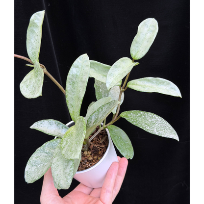 【一点もの】Hoya Carnosa Nova Ghost ホヤ カルノーサ ノバ ゴースト