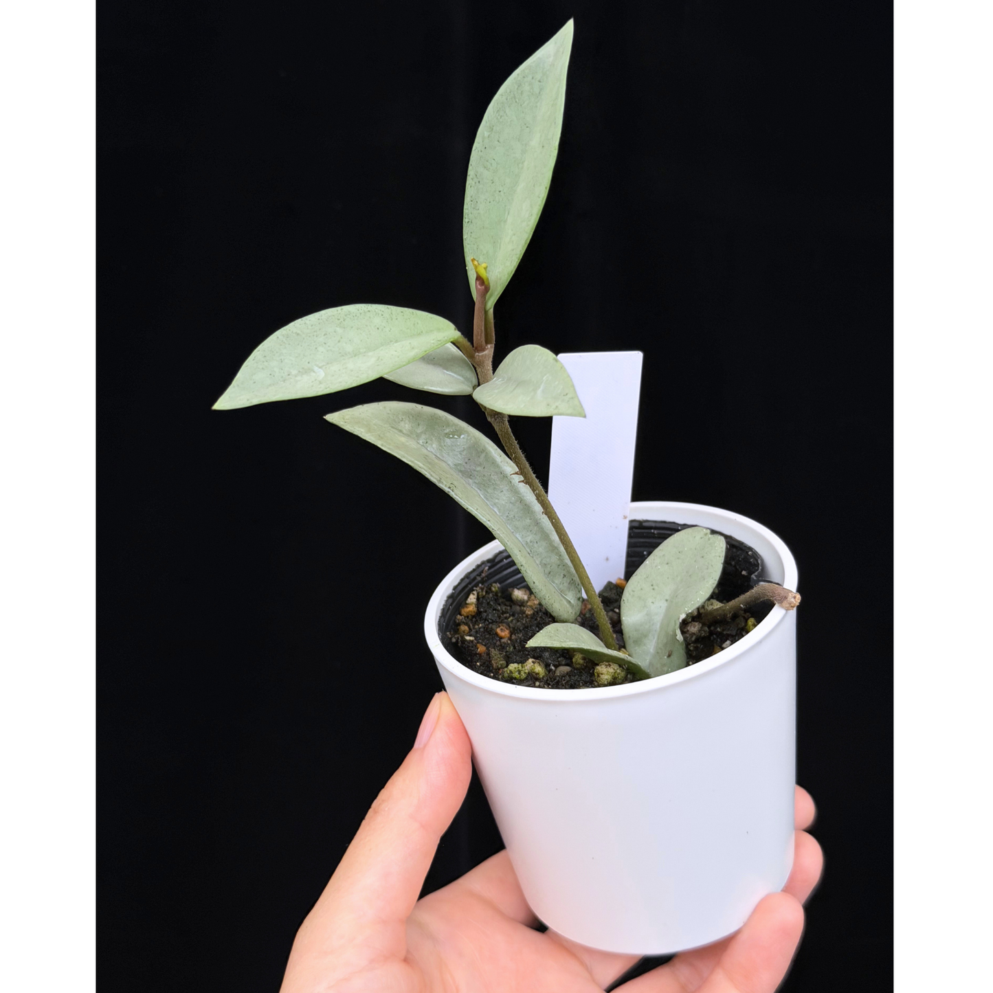 【一点もの】ホヤ ウィルバーグレイブス シルバー Hoya carnosa 'wilbur graves silver'