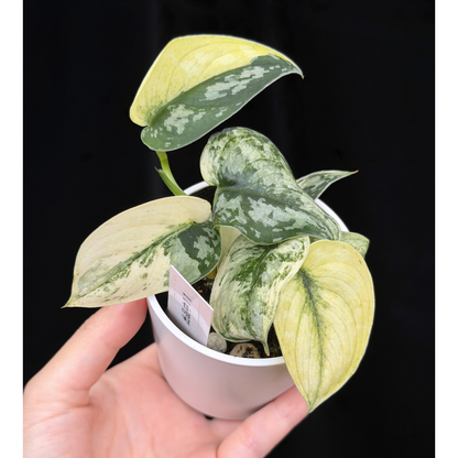 【一点もの】スキンダプサス ピクタス マヤリ Scindapsus Pictus variegata “ｍayari “ 11