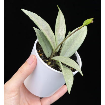 【一点もの】ホヤ ウィルバーグレイブス フルシルバー Hoya carnosa 'Wilbur Graves' full silver