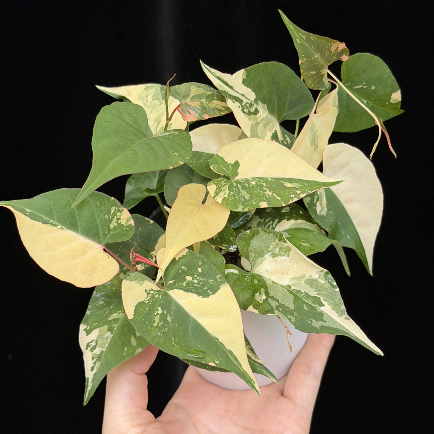 【一点もの販売】ファロピア マルチフローラ 斑入り Fallopia multiflora 'Variegata'