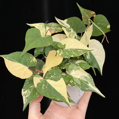【一点もの販売】ファロピア マルチフローラ 斑入り Fallopia multiflora 'Variegata'
