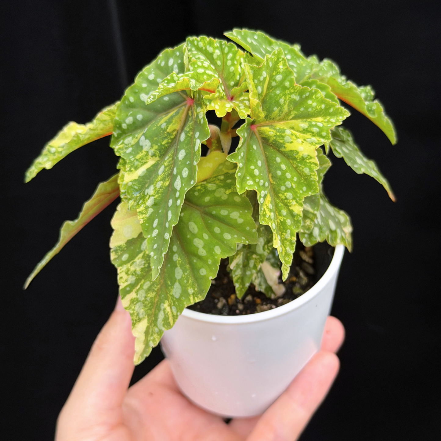 【一点もの】ベゴニア 出雲の煌星 斑入り Izumo no Kiraboshi variegated 希少 激レア