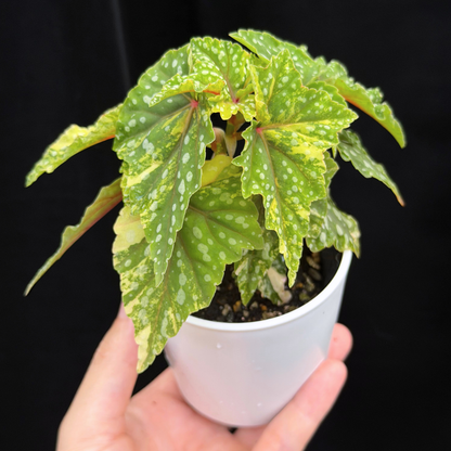【一点もの】ベゴニア 出雲の煌星 斑入り Izumo no Kiraboshi variegated 希少 激レア
