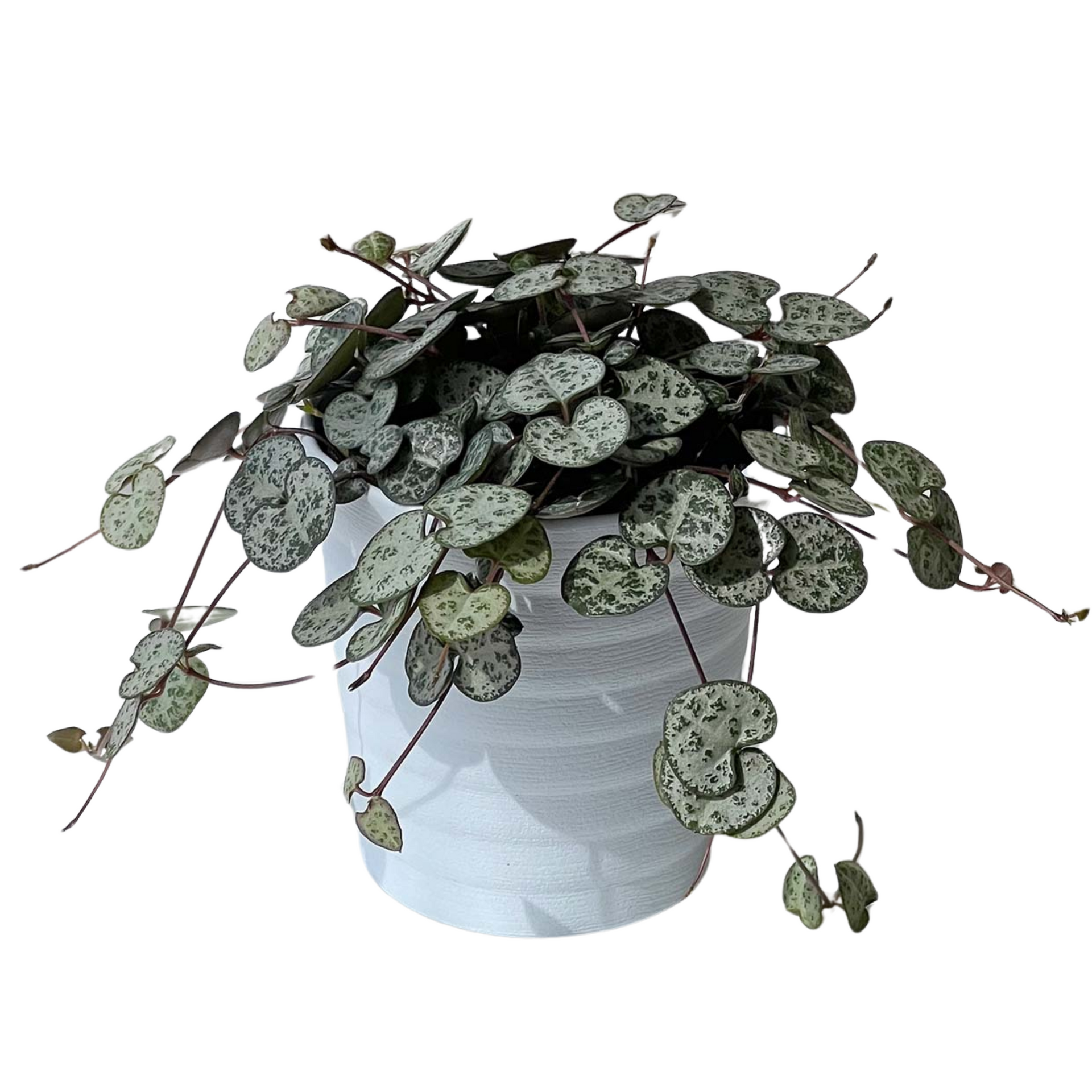 ハートカズラ – inakougei