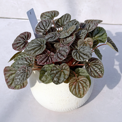 【一点もの販売】ペペロミアカペラータ 4号 陶器鉢カバー 白 1