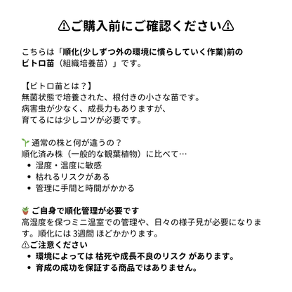 モンステラ デリシオーサ  バールマルクスフレイム 組織培養（Tissue Culture）株 ビトロ苗 瓶入り 無菌苗 TC株