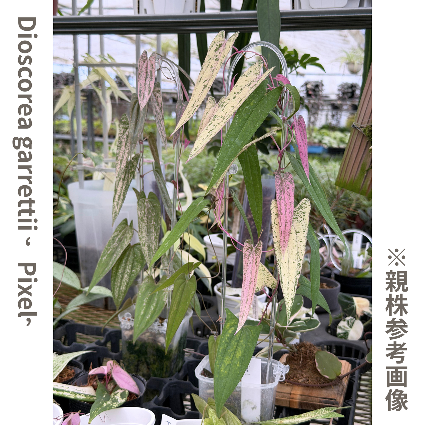 【一点もの】Dioscorea garrettii ‘Pixel’ 2.5号 クリア支柱Sサイズ仕立て ねこチップSS植え 激レア 11