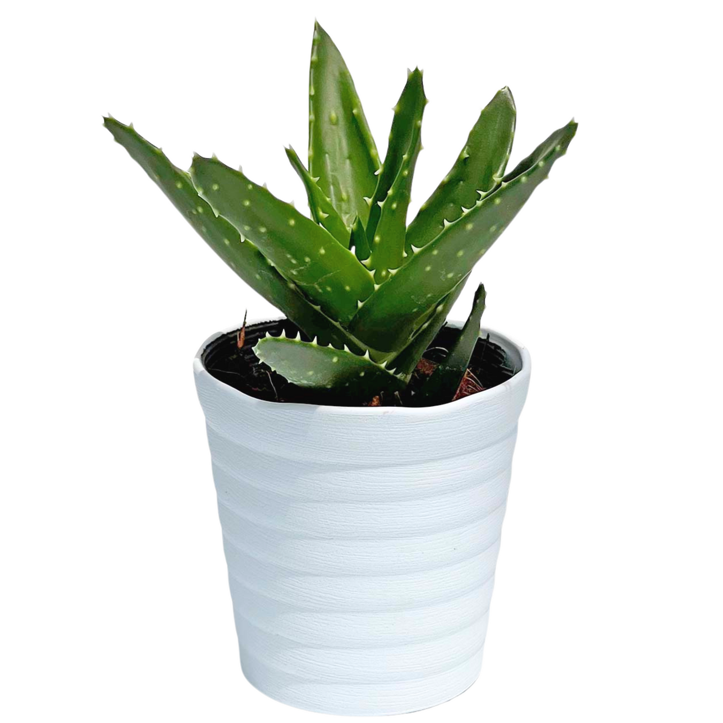 アロエ 不夜城 ふやじょう – inakougei アロエ 不夜城 ふやじょう – inakougei