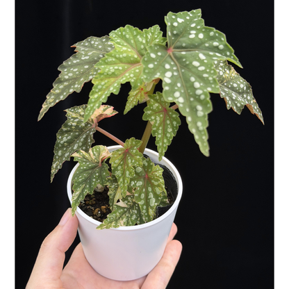 【一点もの】ベゴニア 出雲の煌星 斑入り Izumo no Kiraboshi variegated 希少 激レア