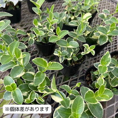 ホヤ クミンギアナ アルボマギナータ Hoya cumingiana 'Albomarginata' 斑入り