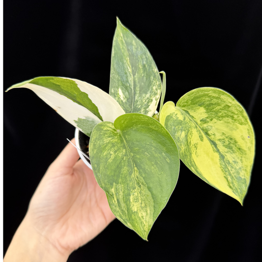 【一点もの】スキンダプサス ジェイドサテン オーレア Scindapsus jadesatin aurea 6