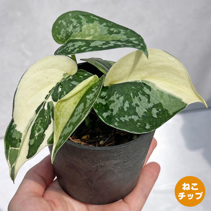 【現品販売】スキンダプサス ピクタス マヤリ Scindapsus Pictus variegata “Mayari “ 2号 ねこチップ