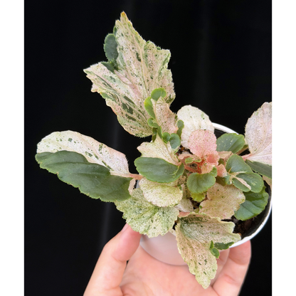 【一点もの】ベゴニア ククラータ ピンク斑入り begonia cucullata Pink variegated 希少 レア