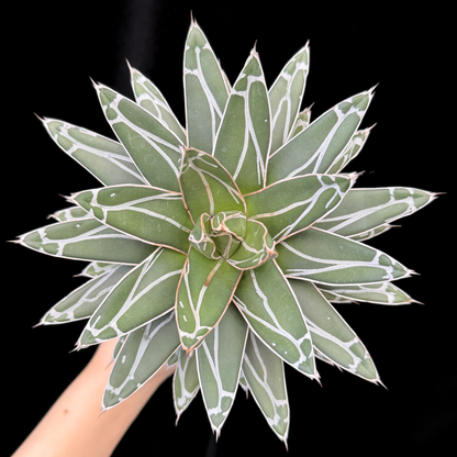 【一点もの】アガベ ビクトリアレジーナ "笹の雪" 3号 ロング SMOKED PLANTER T95 いぶし瓦と同じ製法を用いたテラコッタ鉢