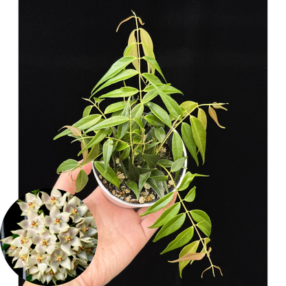 【一点もの】Hoya Leucantha 希少 レア