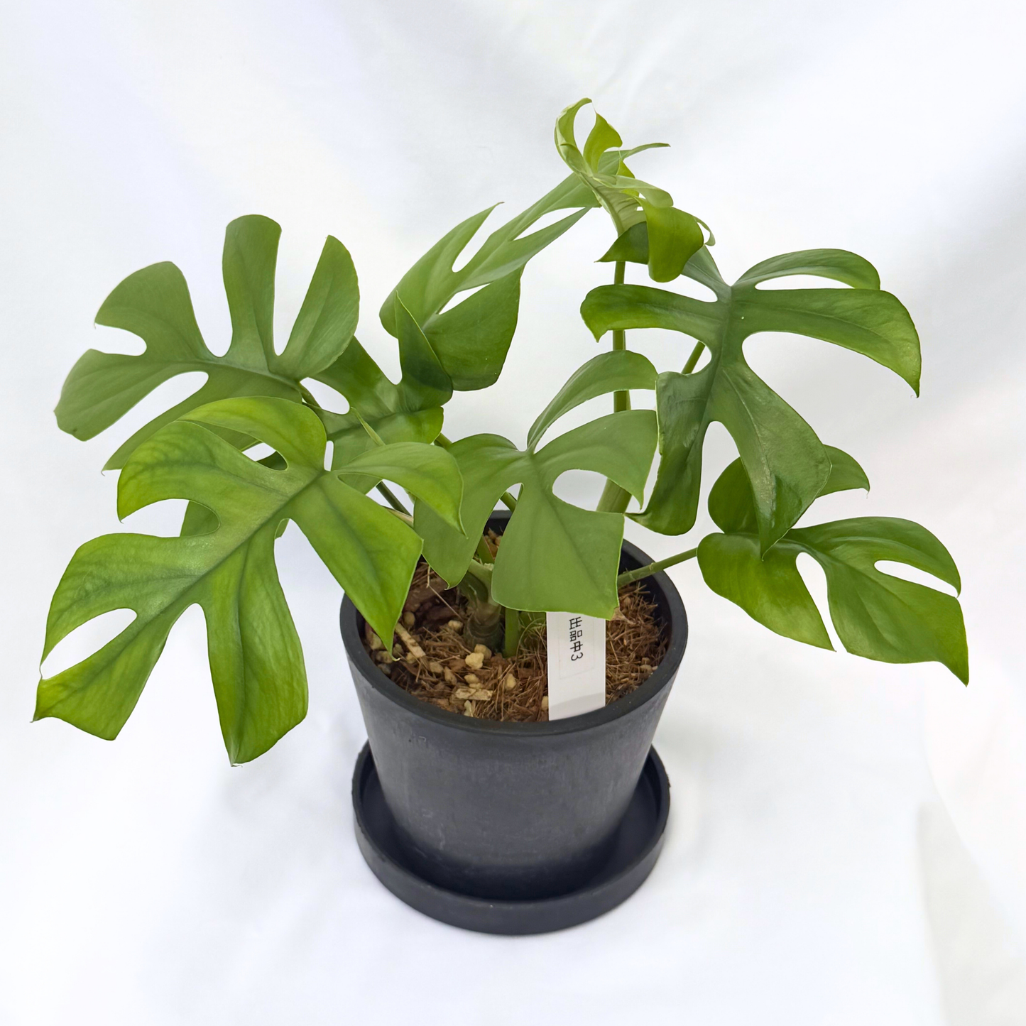 【一点もの】ヒメモンステラ 4号 BLACK PLASTIC POT 受け皿付き ねこチップ 3