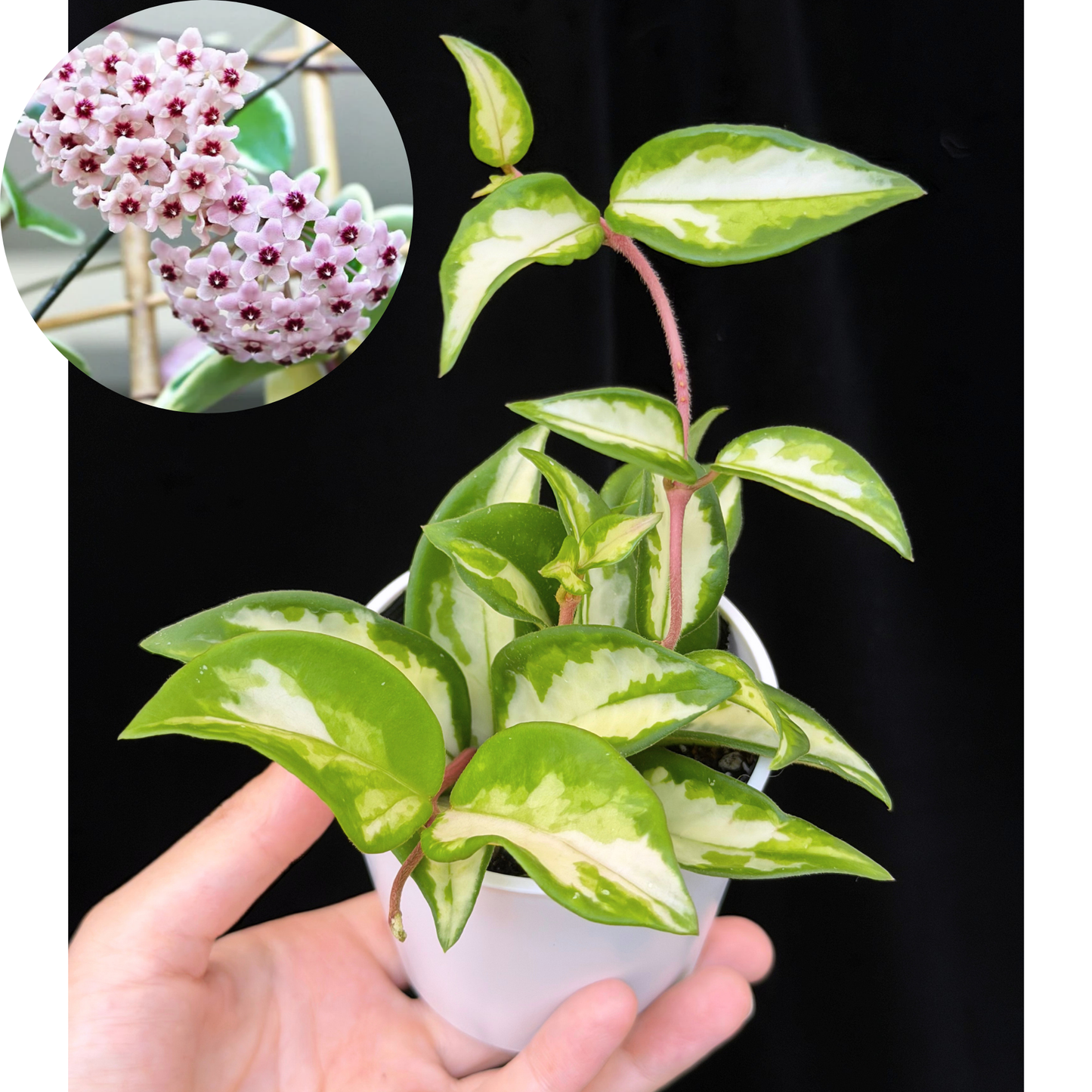 ホヤ カルノーサ エキゾチカ hoya carnosa 'exotica'