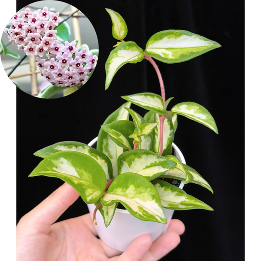 ホヤ カルノーサ エキゾチカ hoya carnosa 'exotica'