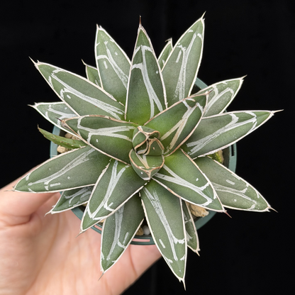 【一点もの】アガベ ビクトリアレジーナ "笹の雪" 2.5号 スリット鉢