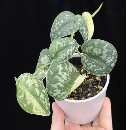 【一点もの】スキンダプサス ピクタス マヤリ Scindapsus Pictus variegata “ｍayari “