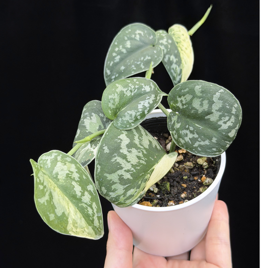 【一点もの】スキンダプサス ピクタス マヤリ Scindapsus Pictus variegata “ｍayari “