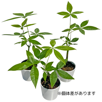 実生パキラ ねこチップ