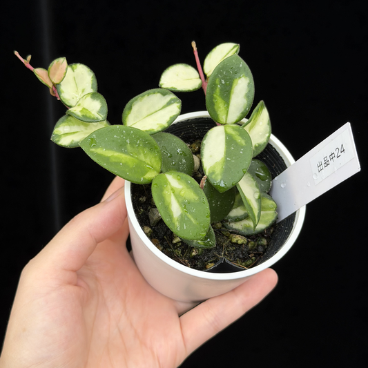 【一点もの】ホヤ マチルダ 内斑入り Hoya mathilde inner variegated 希少 レア 24