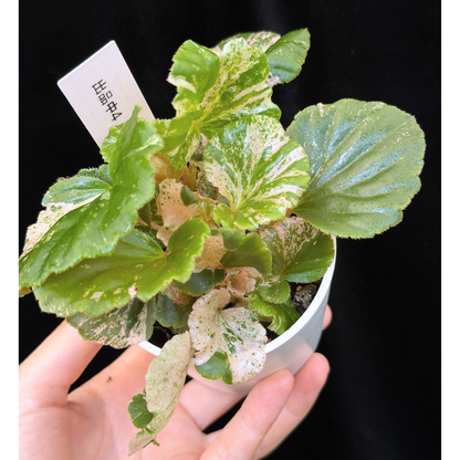 【一点もの】ベゴニア ククラータ ピンク斑入り begonia cucullata Pink variegated 希少 レア 4
