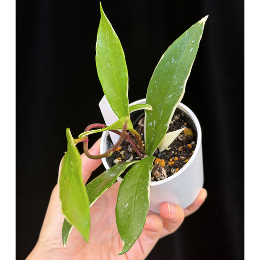 【一点もの】ホヤ プビカリクス ピンクシルバー アルボマギナータ スプラッシュ Hoya Pubicalyx pink silver albomarginata splash 希少 レア