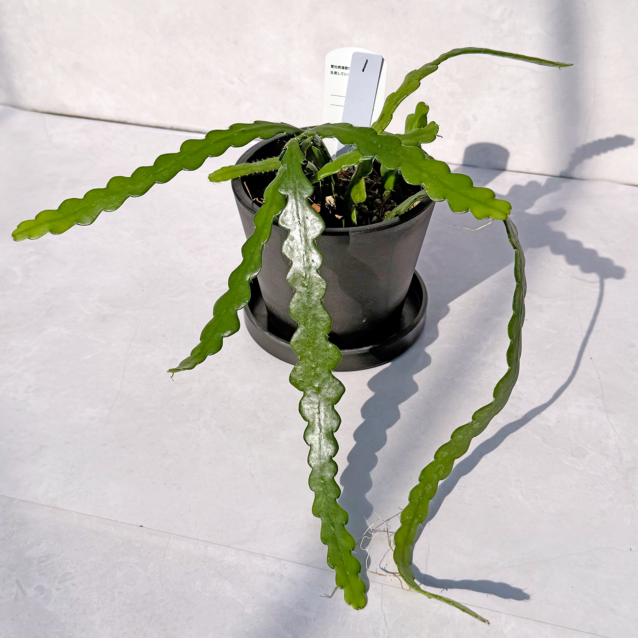 【一点もの販売】【ねこチップ】フィッシュボーンカクタス エピフィルム BLACK PLASTIC POT 4号 受け皿付き 1