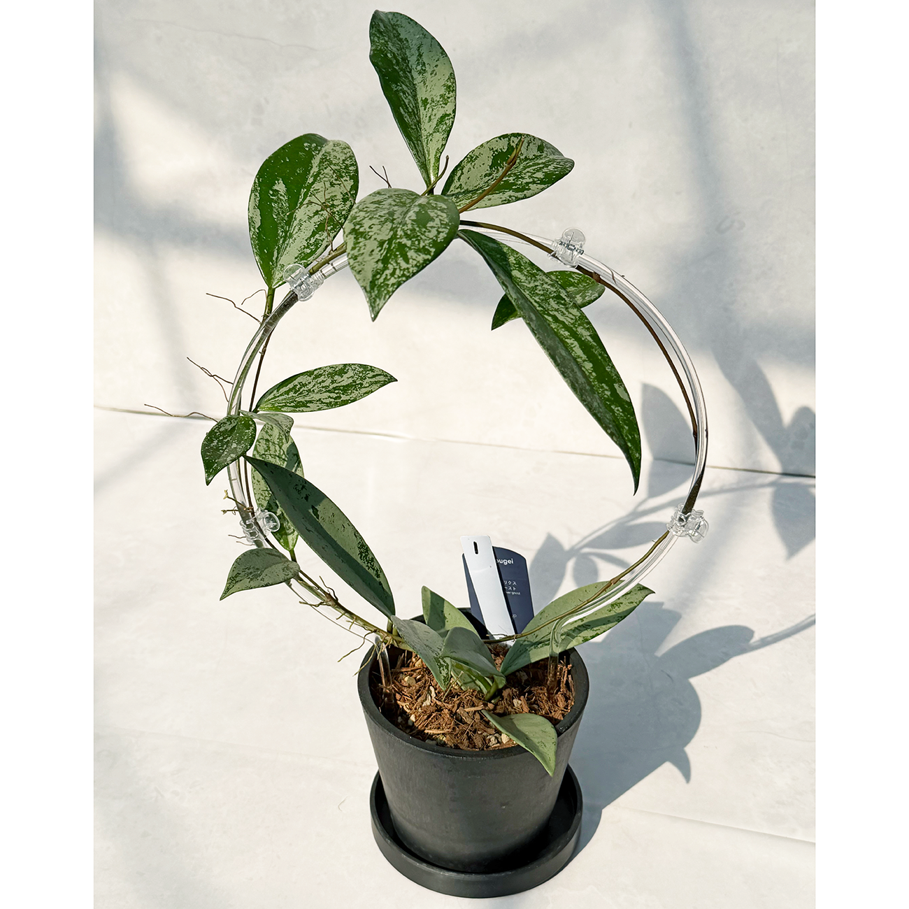 【一点もの販売】【ねこチップ】ホヤ プビカリクス シルバーゴースト Hoya Pubicalyx silver ghost 希少 レア BLACK PLASTIC POT 4号 ねこチップ クリア トレリス 支柱 1