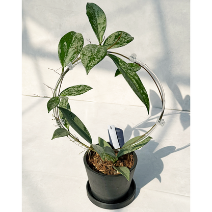 【一点もの販売】【ねこチップ】ホヤ プビカリクス シルバーゴースト Hoya Pubicalyx silver ghost 希少 レア BLACK PLASTIC POT 4号 ねこチップ クリア トレリス 支柱 1